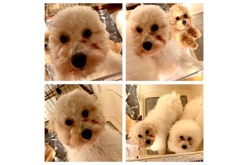 成約済の静岡県のミックス犬-202964の8枚目