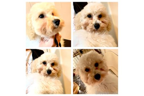 成約済の静岡県のミックス犬-202964の7枚目