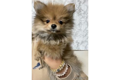 成約済の茨城県のポメラニアン-213124の1枚目