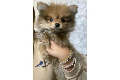 成約済の茨城県のポメラニアン-213124の2枚目