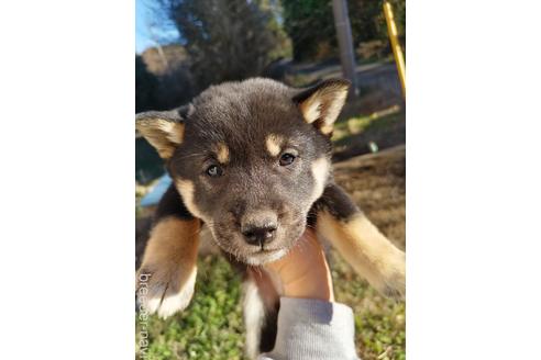 成約済の千葉県の柴犬-210737の5枚目