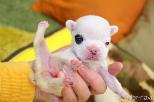 成約済の愛知県のフレンチブルドッグ-213140の64枚目