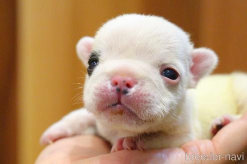 成約済の愛知県のフレンチブルドッグ-213140の62枚目