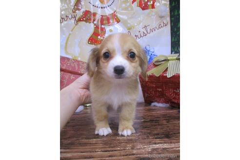 成約済の鳥取県のチワックス:チワワ×ミニチュアダックスフンド-208062の1枚目