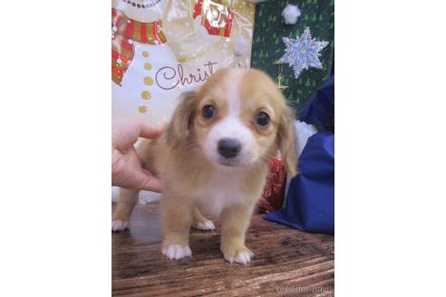 成約済の鳥取県のチワックス:チワワ×ミニチュアダックスフンド-208062の2枚目