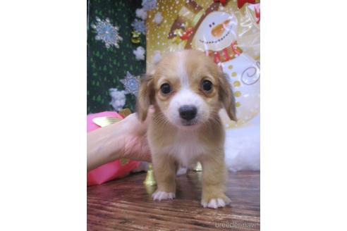 成約済の鳥取県のチワックス:チワワ×ミニチュアダックスフンド-208062の3枚目