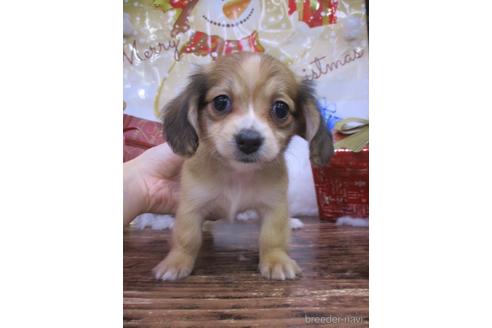 成約済の鳥取県のチワックス:チワワ×ミニチュアダックスフンド-208061の1枚目