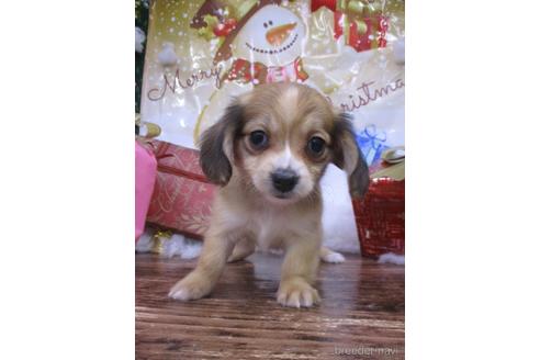 成約済の鳥取県のチワックス:チワワ×ミニチュアダックスフンド-208061の3枚目