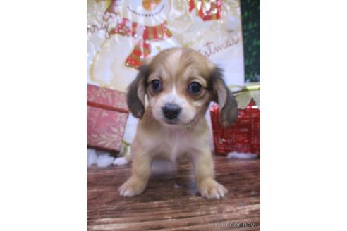 成約済の鳥取県のチワックス:チワワ×ミニチュアダックスフンド-208061の2枚目