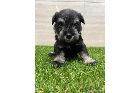 子犬