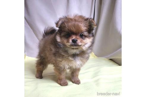 成約済の茨城県のポメラニアン-208796の1枚目