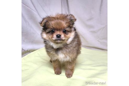 成約済の茨城県のポメラニアン-208796の4枚目