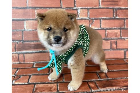 成約済の福岡県の豆柴-213168の3枚目