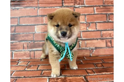 成約済の福岡県の豆柴-213168