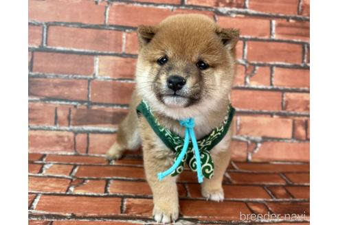 成約済の福岡県の豆柴-213168の4枚目