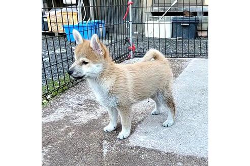 成約済の茨城県のミックス犬-204506の25枚目
