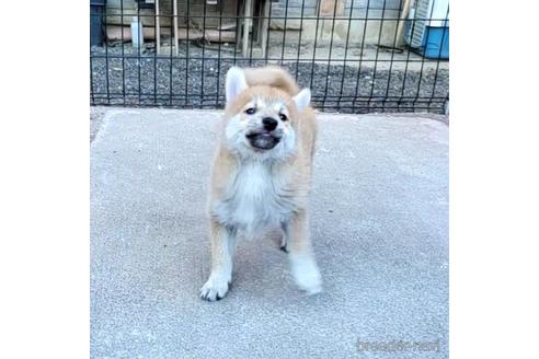 成約済の茨城県のミックス犬-204506の24枚目