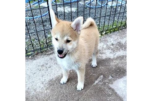 成約済の茨城県のミックス犬-204506の22枚目