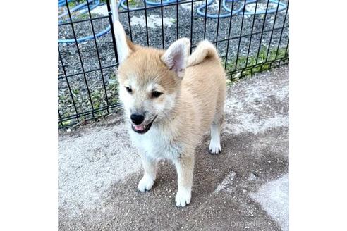 成約済の茨城県のミックス犬-204506の24枚目