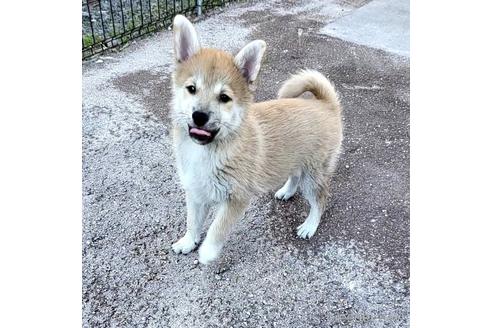 成約済の茨城県のミックス犬-204506の21枚目