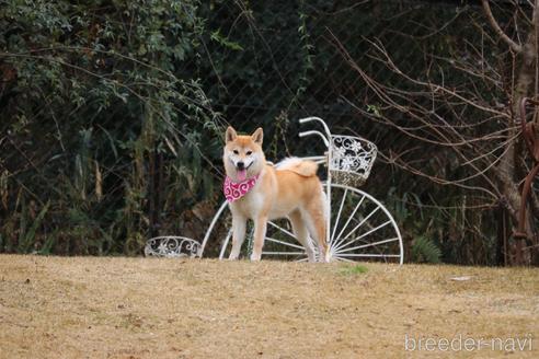 ベニちゃん1枚目