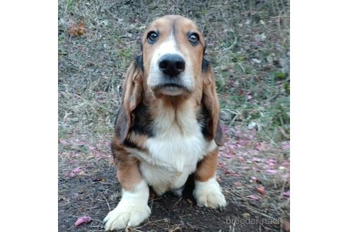 成約済の神奈川県のミックス犬-196352の1枚目
