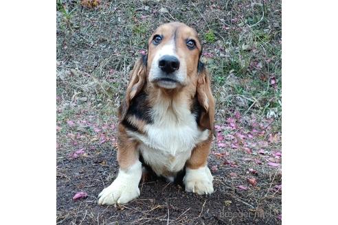 成約済の神奈川県のミックス犬-196352の3枚目