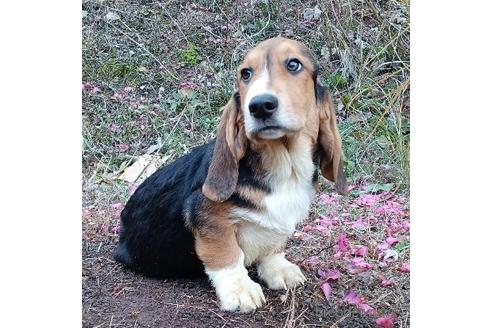 成約済の神奈川県のミックス犬-196352の2枚目