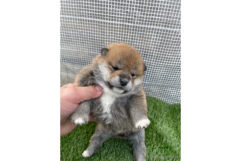 成約済の広島県の柴犬-213200