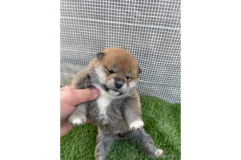 成約済の広島県の柴犬-213200の2枚目
