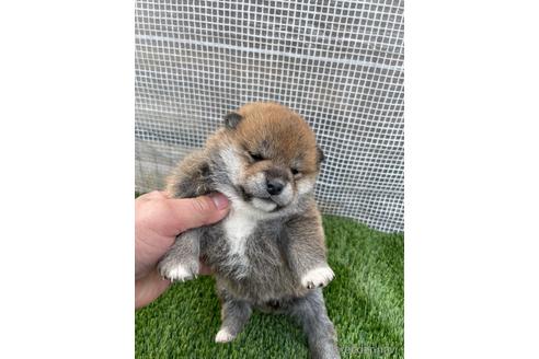 成約済の広島県の柴犬-213200の3枚目