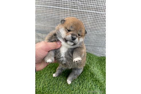 成約済の広島県の柴犬-213200の5枚目