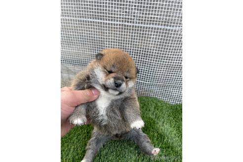 成約済の広島県の柴犬-213200の4枚目