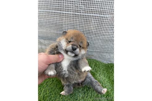 成約済の広島県の柴犬-213200の6枚目