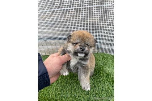 成約済の広島県の柴犬-213201の1枚目