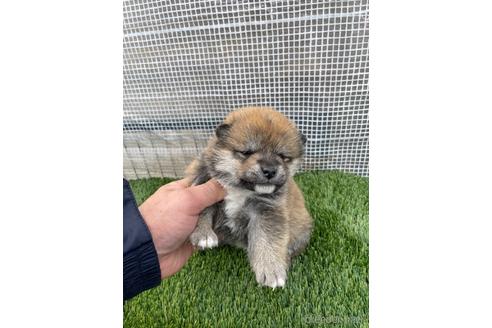 成約済の広島県の柴犬-213201の2枚目