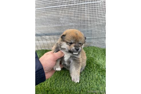 成約済の広島県の柴犬-213201の3枚目