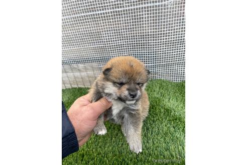 成約済の広島県の柴犬-213201の7枚目