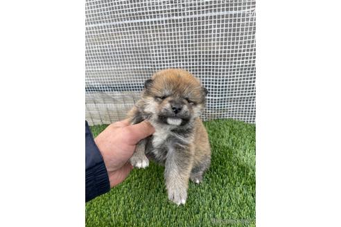 成約済の広島県の柴犬-213201の6枚目