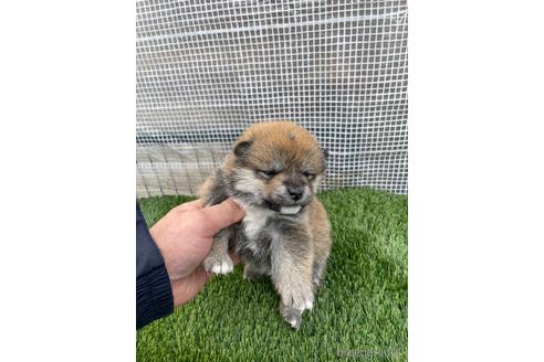 成約済の広島県の柴犬-213201の4枚目