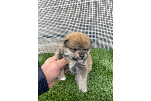 成約済の広島県の柴犬-213201の5枚目