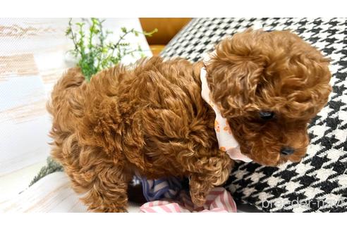 成約済の埼玉県のトイプードル-213241の5枚目