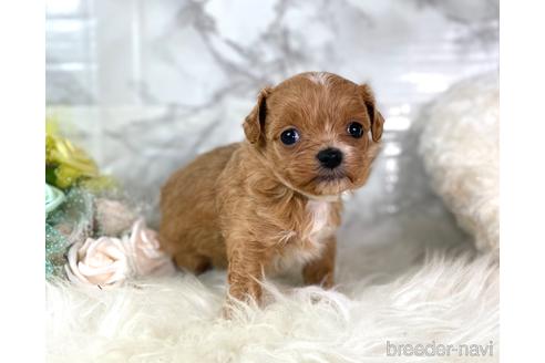 成約済の福岡県のチワプー:チワワ×トイプードル-209636の2枚目