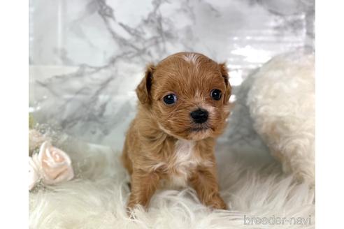 成約済の福岡県のチワプー:チワワ×トイプードル-209636の3枚目