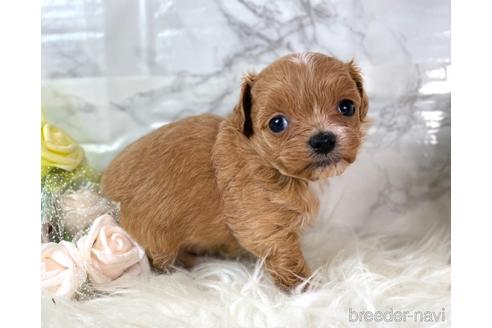 成約済の福岡県のチワプー:チワワ×トイプードル-209636の4枚目