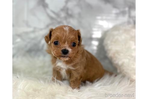 成約済の福岡県のチワプー:チワワ×トイプードル-209636の5枚目