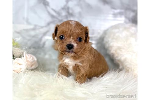 成約済の福岡県のチワプー:チワワ×トイプードル-209636の1枚目