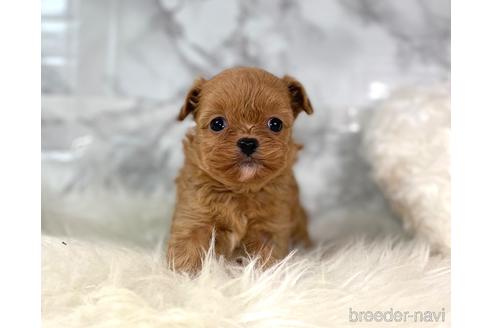 成約済の福岡県のチワプー:チワワ×トイプードル-209521の2枚目