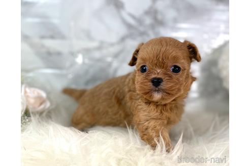 成約済の福岡県のチワプー:チワワ×トイプードル-209521の3枚目