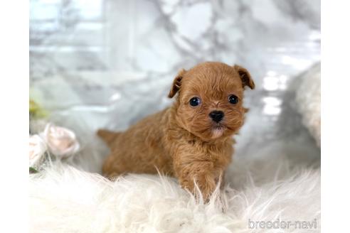 成約済の福岡県のチワプー:チワワ×トイプードル-209521